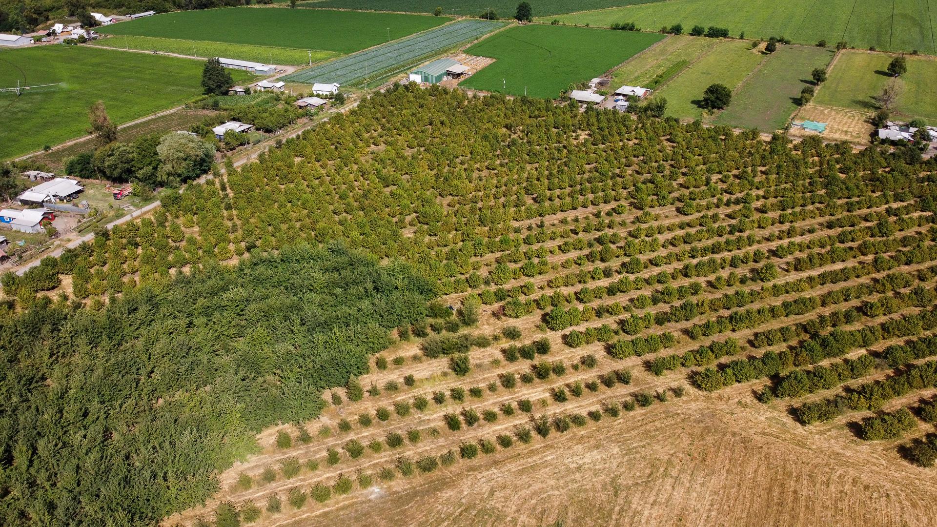 En venta terreno agricola de 9,54 hectareas, sector Bramadero