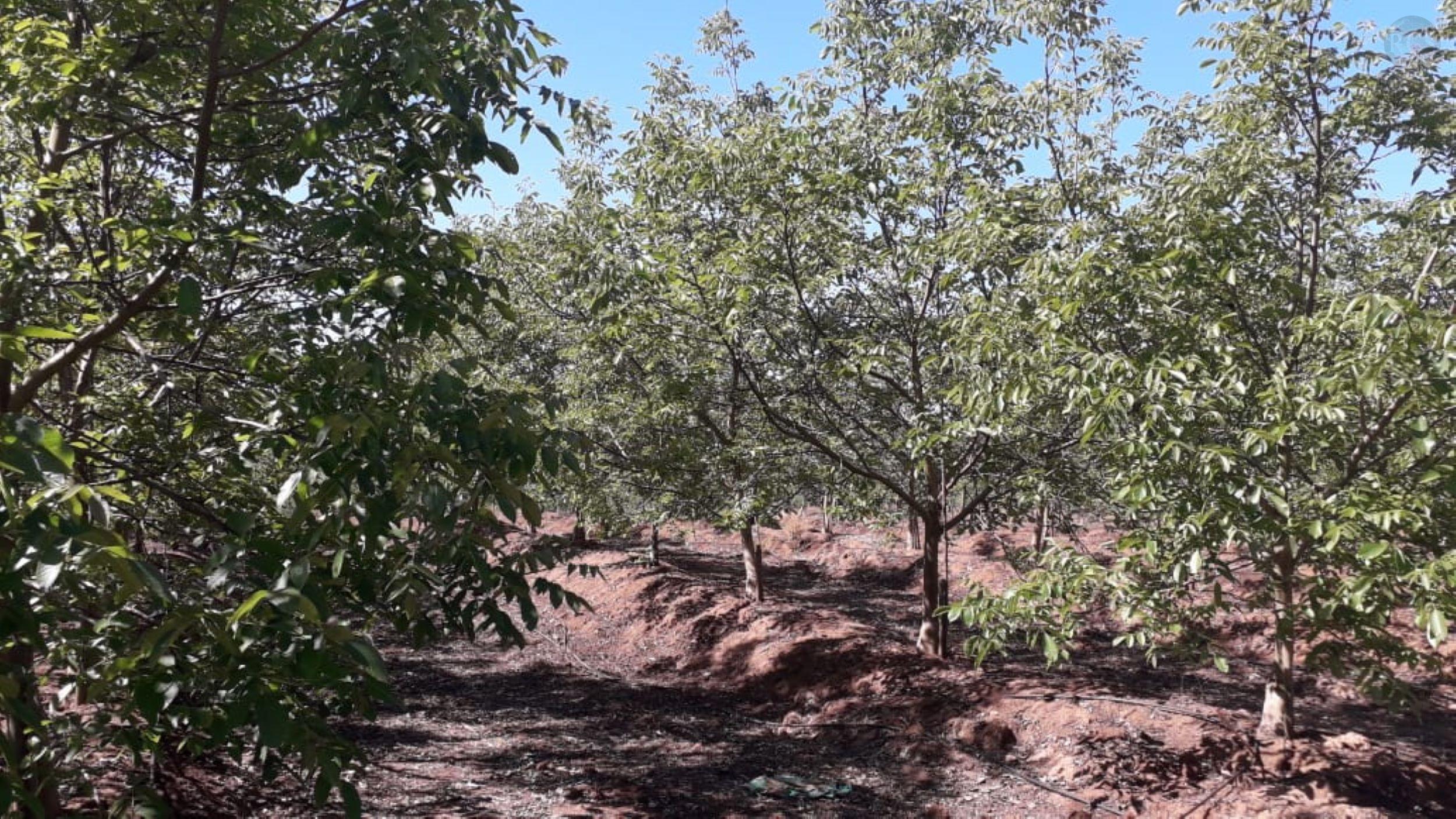 Vendo parcela de 15,81 hectareas con plantacion de nogal variedad chandler de 7 años